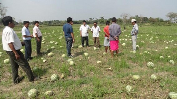 Pre-monsoon rain damages watermelon suffers farmer